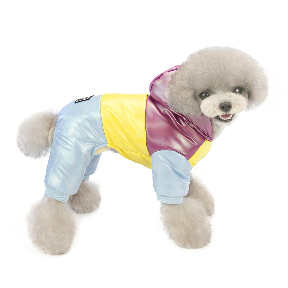 Winter Fashion for Dogs - Stylish Pet Clothing